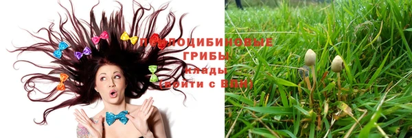 прущие грибы Вяземский