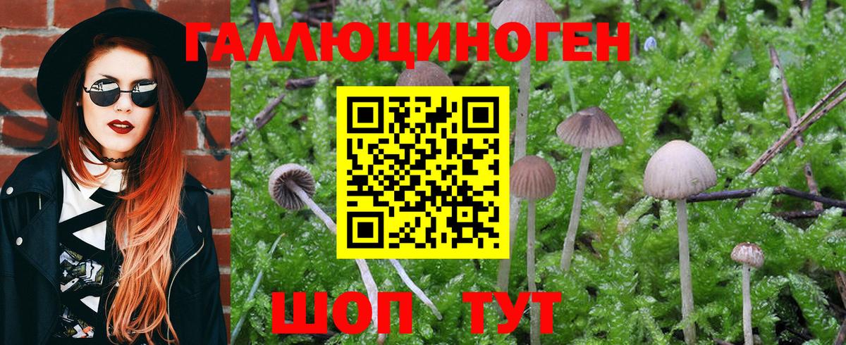 Псилоцибиновые грибы Psilocybe Дмитров